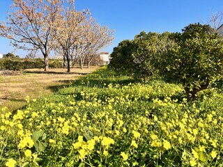 Casa per le vacanze Els Poblets Ambiente 34
