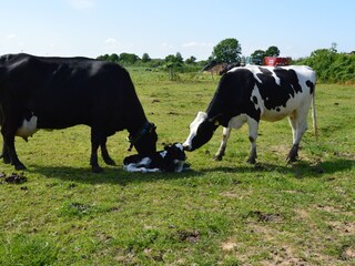 Holiday house Quern Environment 35