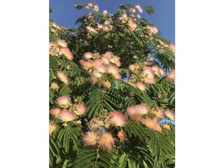 Appartamento per vacanze La Croix-Valmer Registrazione all'aperto 23