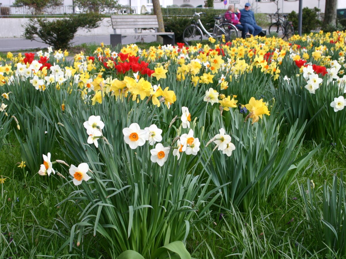 Frühling am Bodensee