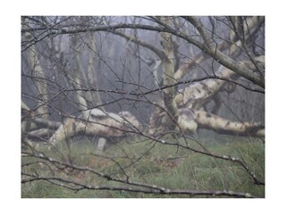 Stille umfängt einen im Birkenwald im November