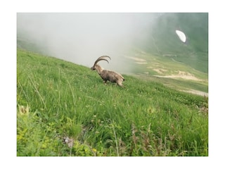 Steinbock Niederhorn