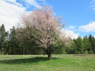 Ferienhaus Welling Umgebung 24