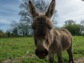 Ferienhaus Paliseul  39