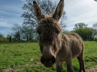 Maison de vacances Paliseul  38