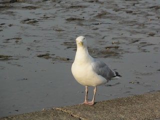 Möwe Jonathan
