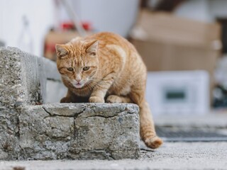 Maison de vacances Fusch  39