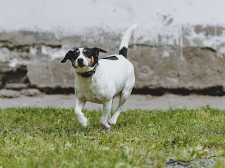 Maison de vacances Fusch  42