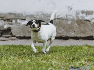 Maison de vacances Fusch  43