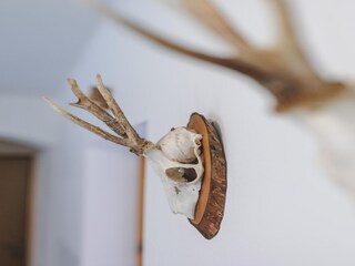 Maison de vacances Fusch  45