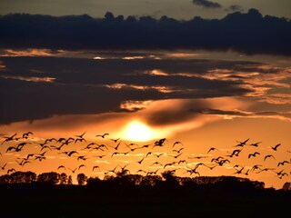 Kraniche im Herbst beim abendlichen Landeanflug ...