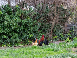 Ferienhaus Eucaliptus-Playa Umgebung 32
