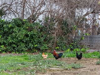 Ferienhaus Eucaliptus-Playa Umgebung 33