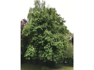 Gartenanlage und Liegewiese laden zum Verweilen ein