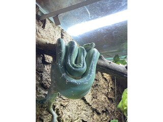 Maison de vacances Olbersdorf Environnement 32