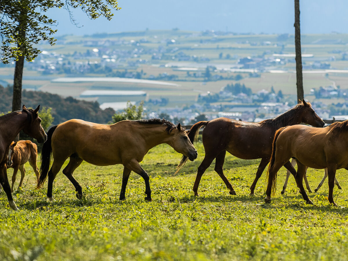 Appartamento per vacanze Eppan Ambiente 37