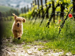 Dog are welcome