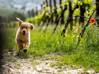 Hunde am Nofnerhof