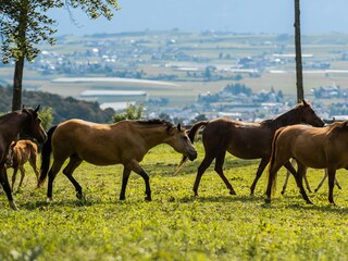 Horses Nofnerhof