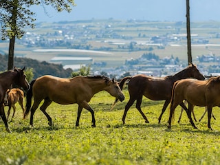 Pferde am Nofnerhof