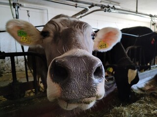 Appartamento per vacanze Völs am Schlern Registrazione all'aperto 4