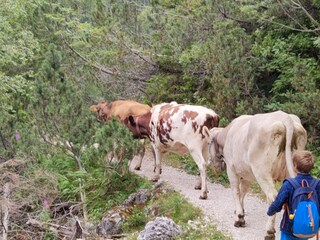 Appartamento per vacanze Völs am Schlern Ambiente 24