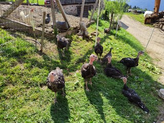 Appartamento per vacanze Völs am Schlern Registrazione all'aperto 12