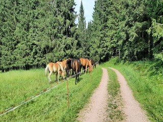 Casa per le vacanze Altenfeld Ambiente 16