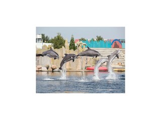 Ferienhaus Biddinghuizen Umgebung 28