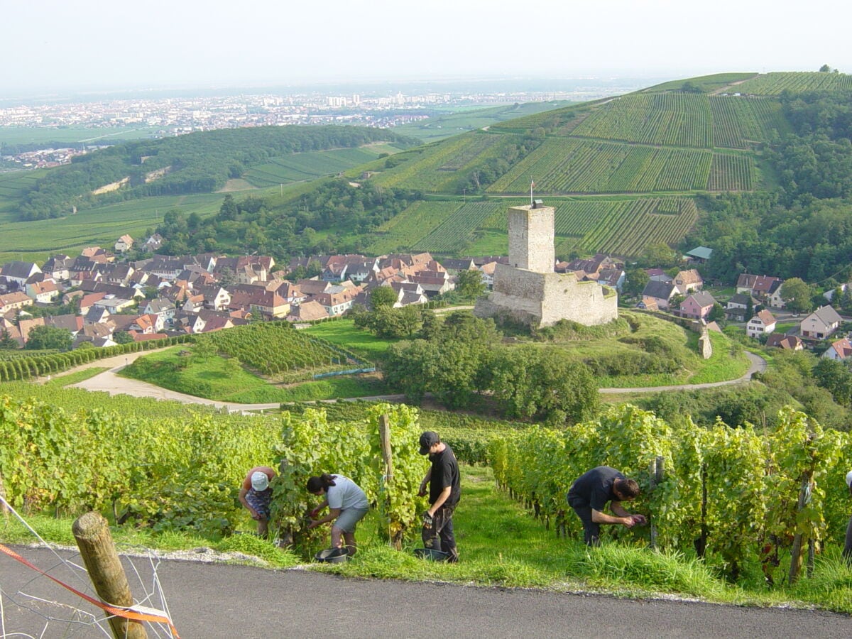 An der Weinlese Teilnehmen