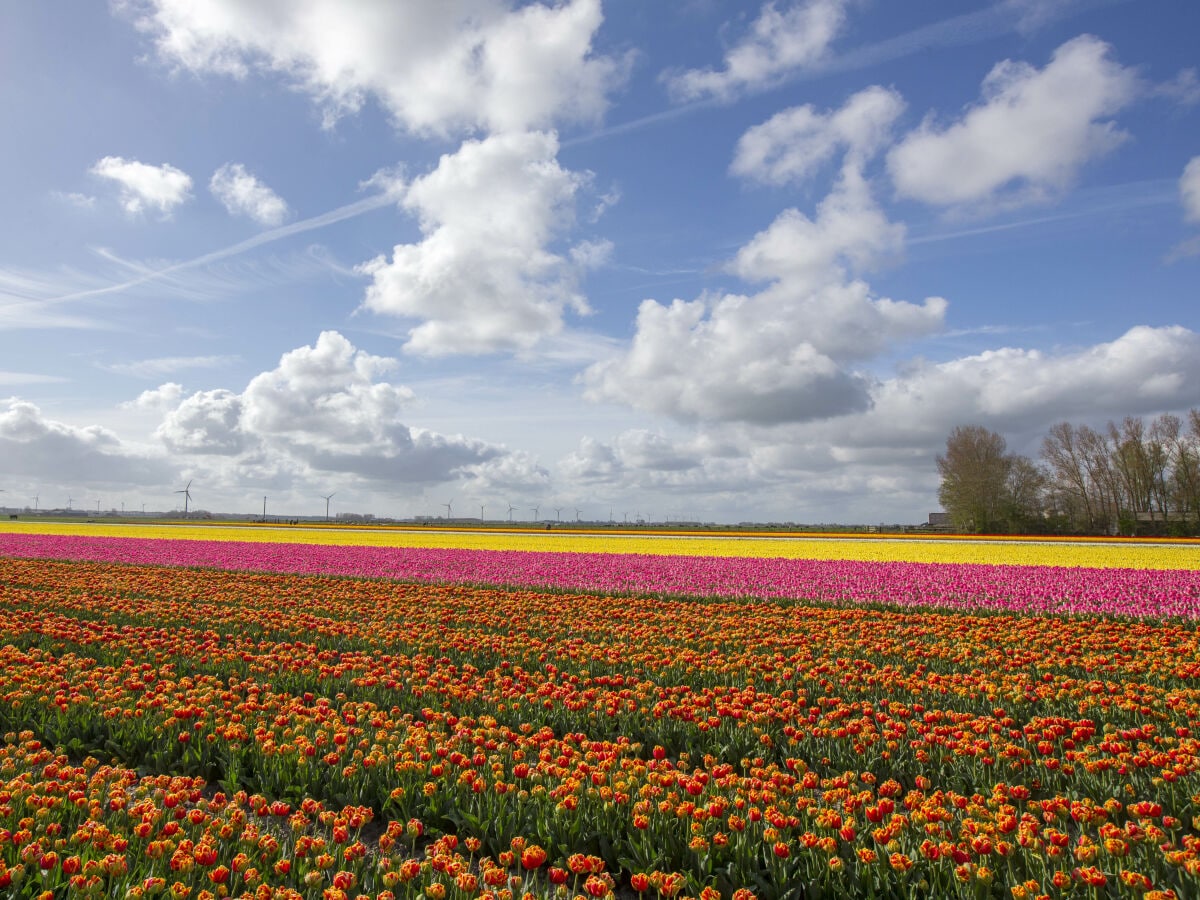 Ferienhaus Sint Maartenszee Umgebung 15