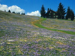 Krokusse am Hündle