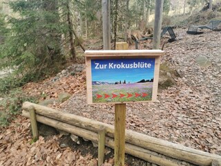 Krokusse am Hündle