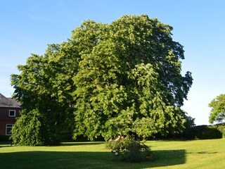 Linde im Garten