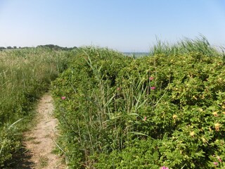 Weg zum Strand