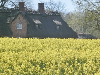 Reetdachhaus im Rapsfeld