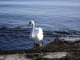 Schwan am Strand