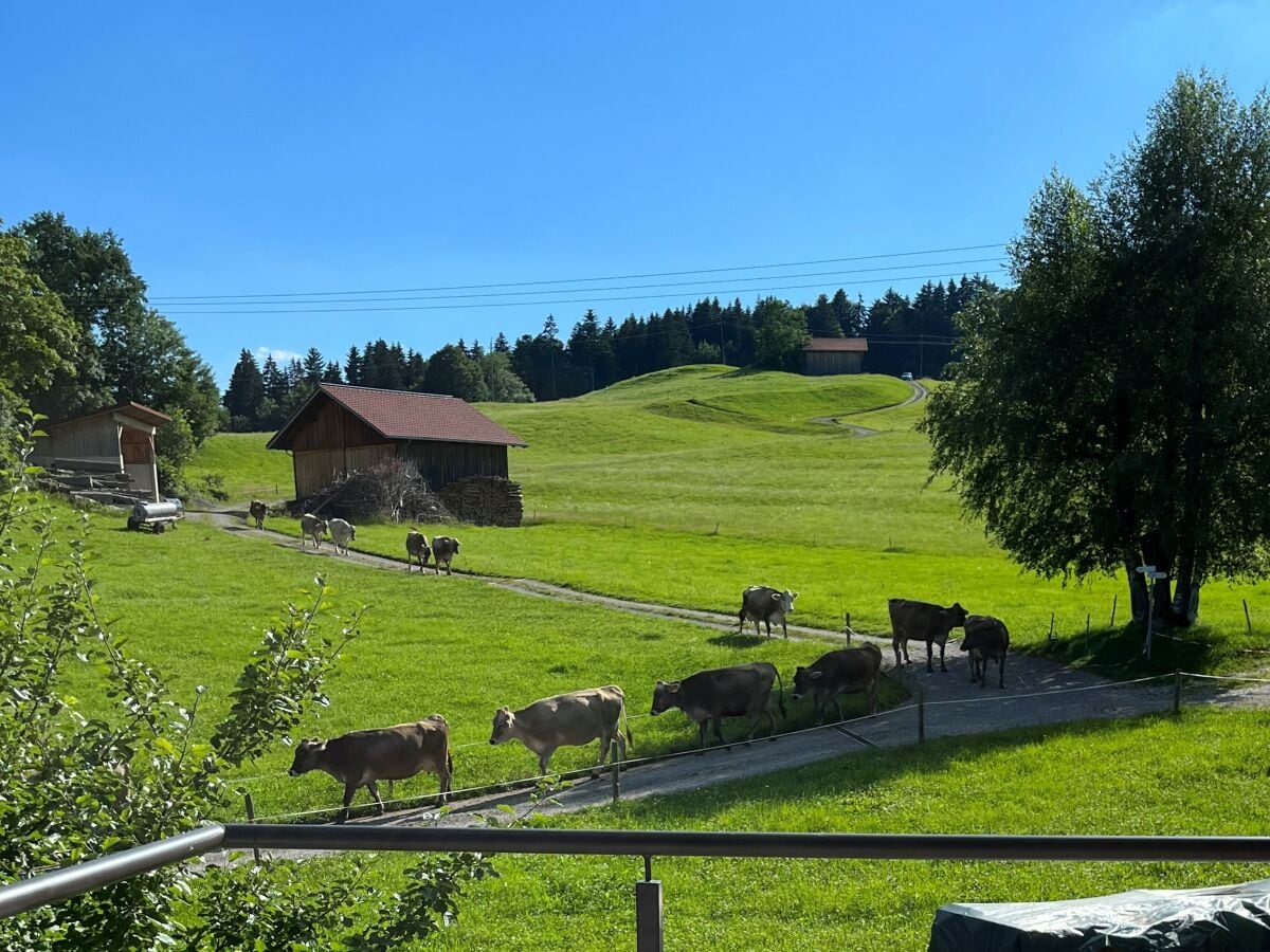 Tägliches Sommerschauspiel