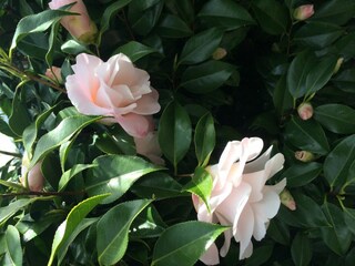 Holiday apartment Locarno Outdoor Recording 9