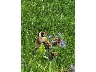 A visitor in the garden