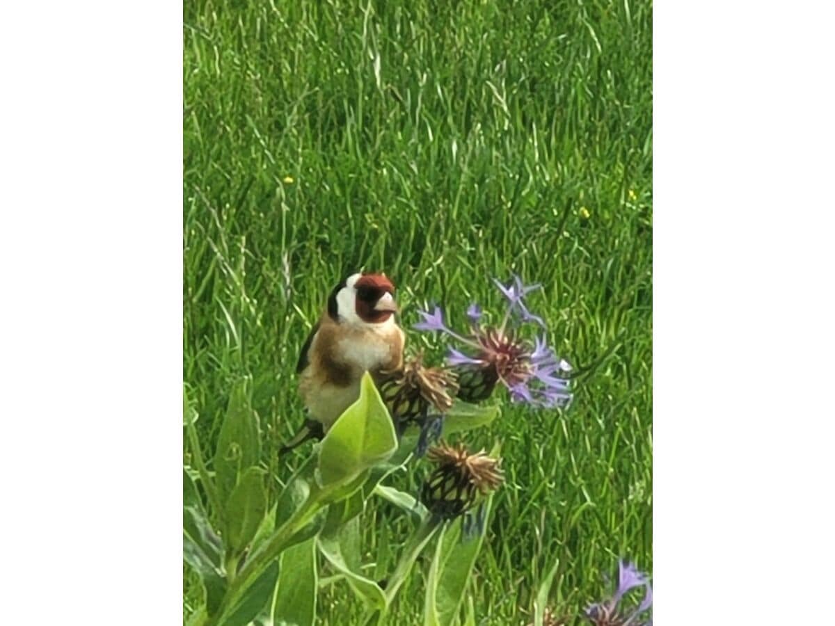 Ein Gartenbesucher