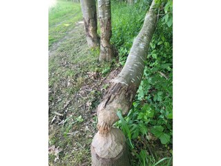 The work of the Beaver family