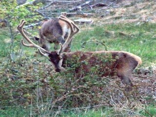 Ferienhaus Vorupør  16