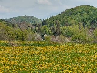 Umgebung vom Waldhaus.