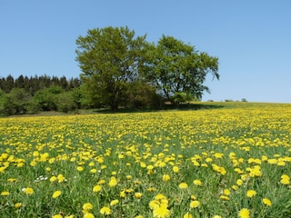 Spaziergang im Sommer.