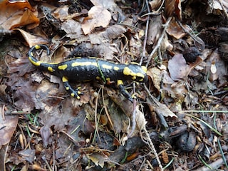 Begegnungen im Wald.