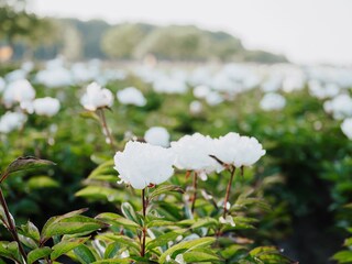 Casa per le vacanze Den Oever Ambiente 57
