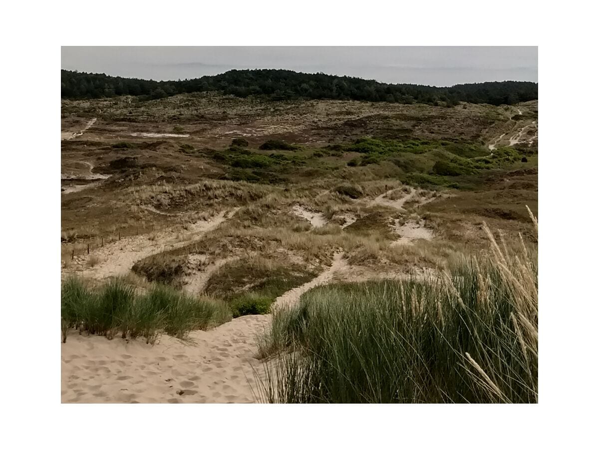 Dünen in der Nähe der Nordsee