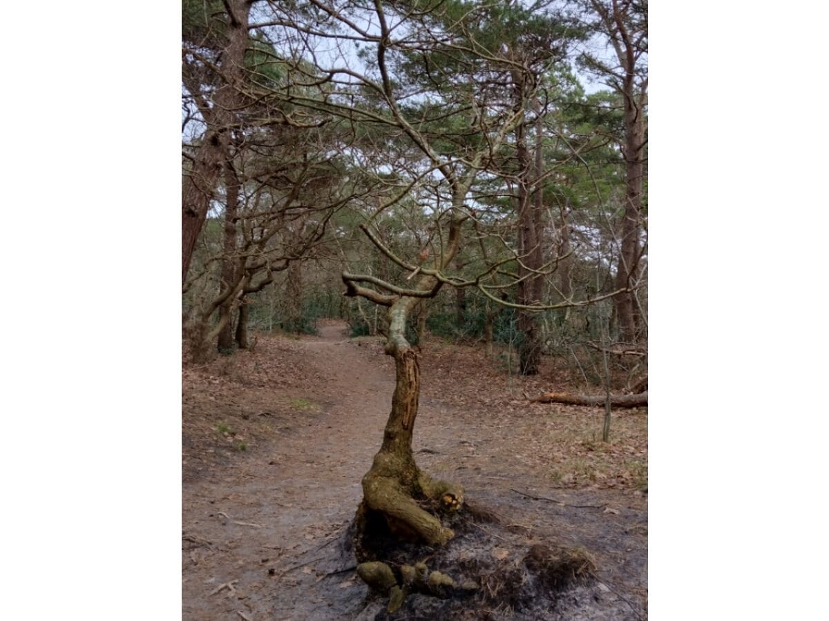 Wald in der Nähe