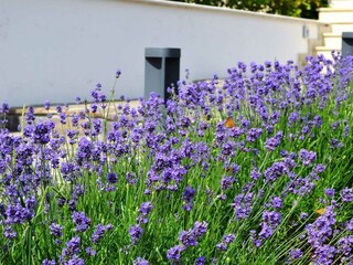 Villa Tinjan Buitenaudio-opname 5